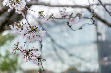 東京都千代田区の千鳥ヶ淵の咲き始めた桜