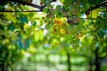 Uvas na parreira 2