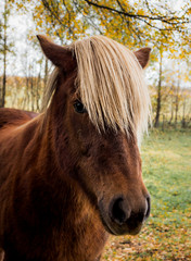 Portrait d'un cheval islandais brun rouge et blond