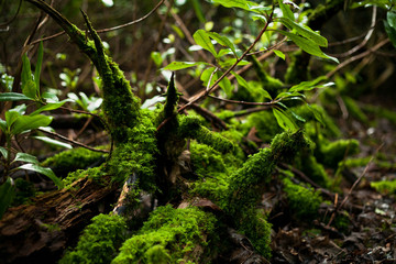 Naklejka na ściany i meble Forest moss Scotland