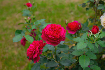 beautiful roses