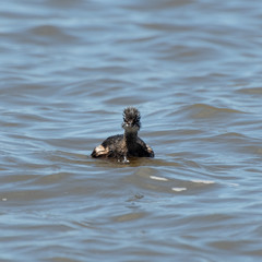 White-tufted Grebe
