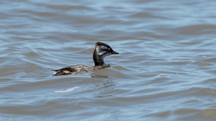 White-tufted Grebe