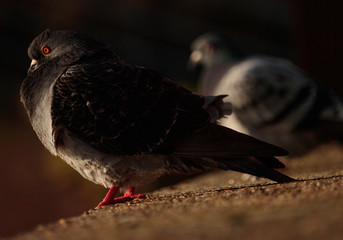 pigeon on a background