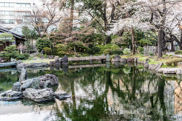 Fototapeta na wymiar 東京都千代田区九段の日本庭園に咲く桜