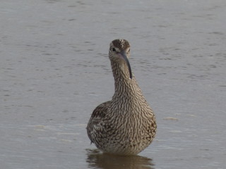 Primer plano pájaro marino zarapito en Isla Cristina, España