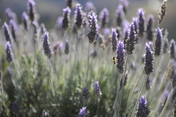 lavanda