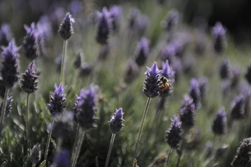 lavanda