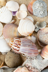 beautiful sea shells on sand