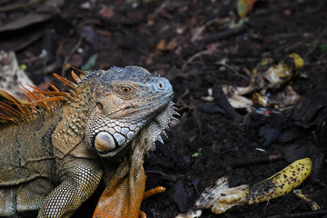 Close-up of Orange Iguana head