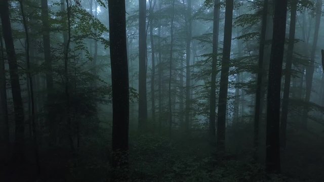 aerial drone flight through the mystical foggy forest