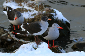  flock of dolphim gull perched on a rock with snow. ushuaia, argentina