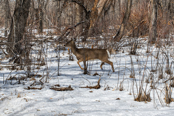 Herd of Deer in a Snow Covered Field