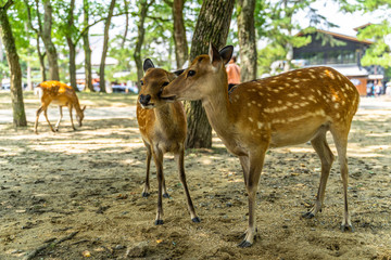 Naklejka na ściany i meble A couple at Nara Park, Japan. Nara Park home over 1.000 sika deer freely roaming in the park.