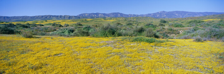 Fototapeta premium Panoramic view of Desert Gold yellow flowers in Carrizo Plain National Monument, San Luis Obispo County, California