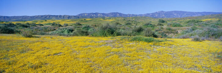 Panoramic view of Desert Gold yellow flowers in Carrizo Plain National Monument, San Luis Obispo County, California