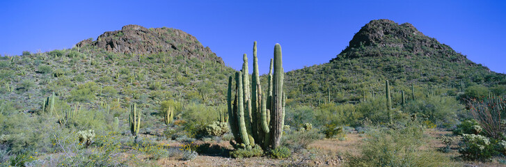 Panoramic view of springtime in Picachio Peak State Park north of Tucson, Arizona