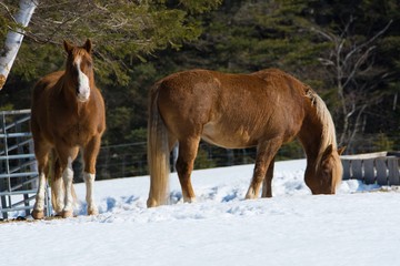 Fototapeta na wymiar Pretty horse in a Quebec field in the Canadian winter