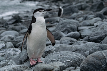 Pingüino De Barbijo Islas Orcadas Antártida Argentina
