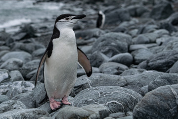 Fototapeta premium Pingüino De Barbijo Islas Orcadas Antártida Argentina