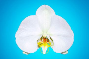 Fototapeta na wymiar White orchid on a blue background