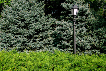 Iron lamp post with a lantern in retro style in the park among the evergreen bush and coniferous trees on a sunny summer day.