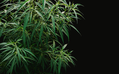 Cannabis tree isolated on black background, Marijuana plant
