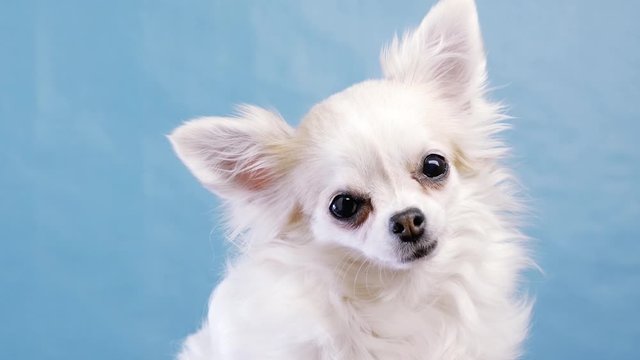 Cute wide eyed chihuahua on an isolated blue background in studio. Funny Chihuahua tilts her head to one side, then on other side. She is very curious and inquisitive