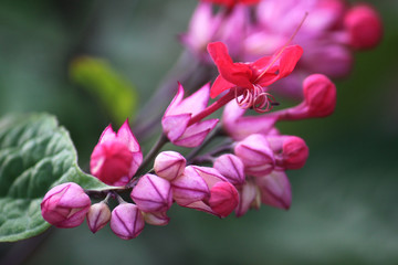 Close up of Bleeding Heart Glorybower flowers growing in a garden