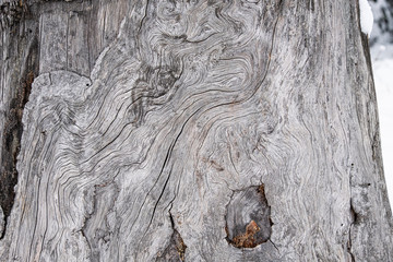 Curvy natural shapes on an old tree trunk
