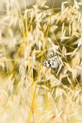 An iberian marbled white (Melanargia lachesis)