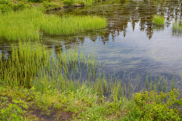 Flora in the Mt. Baker area of Washington state #2