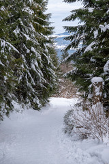 A snowy path among spruces with a view over mountains at its end