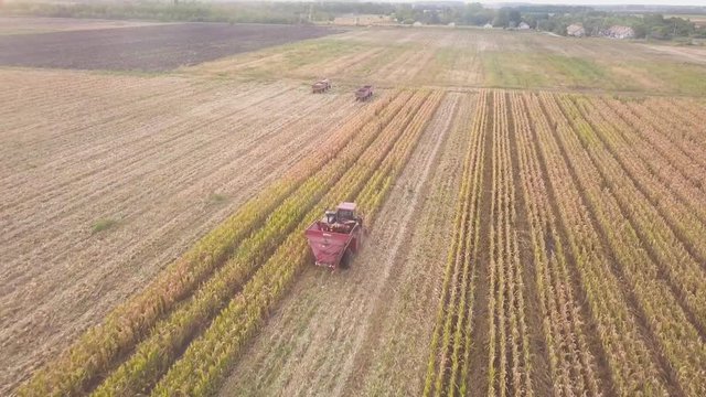 Aerial view of rural landscape. A harvester working in the field collects seeds. Maize harvest at the end of the summer. Agricultural maize harvesting machine. A drone view from a bird's eye view