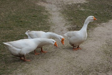 three white large domestic geese walk on gray sand and green grass