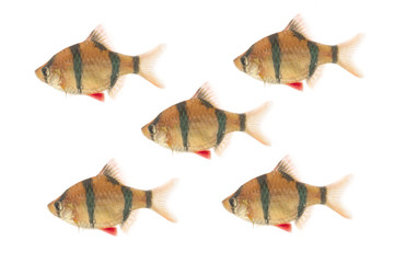  SUMATRAN TIGER BARB FISH(Puntius tetrazona) isolated on white 