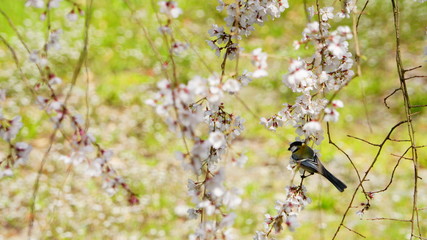 シジュウカラとサクラ