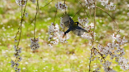 シジュウカラとサクラ