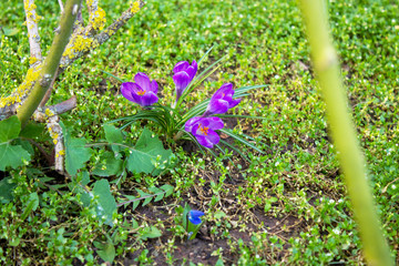 Purple crocuses in March from the Iris genus, Iridaceae