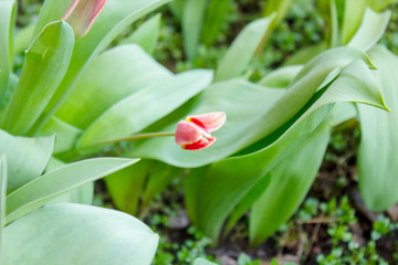 Obraz premium View of tulips in March, forming a genus of plants in the lily family, Liliaceae