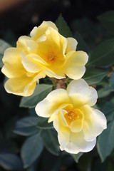Fototapeta premium Flowers