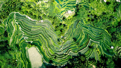 Aerial photo of green rice terraces in Ubud, Bali island, Indonesia. Full vegetation time. Structured fields.