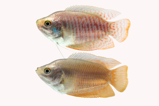 Dwarf gourami (Colisa lalia) isolated on white background.