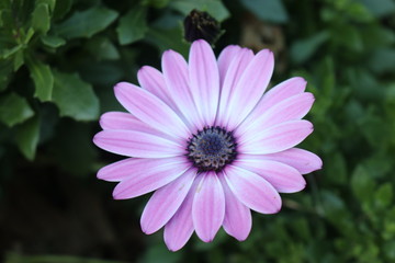 Obraz premium purple flower garden