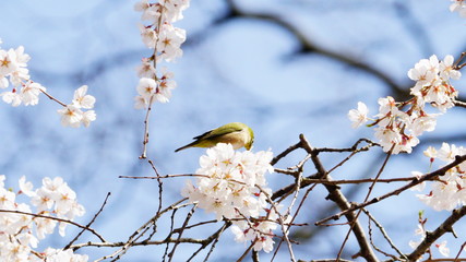 メジロとさくら