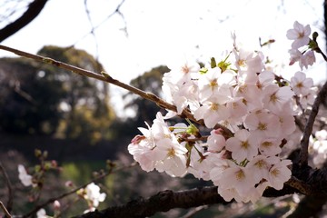 皇居の桜