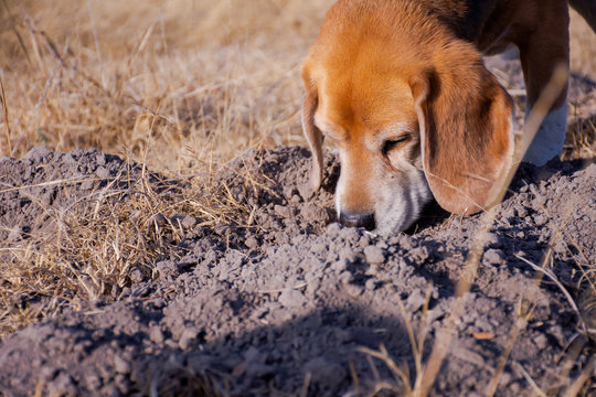 Cute Beagle Dog Sniffing The Ground Outdoors