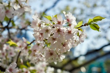 皇居の桜