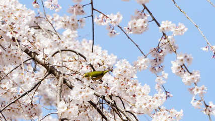 桜とメジロ