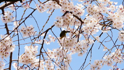 桜とメジロ